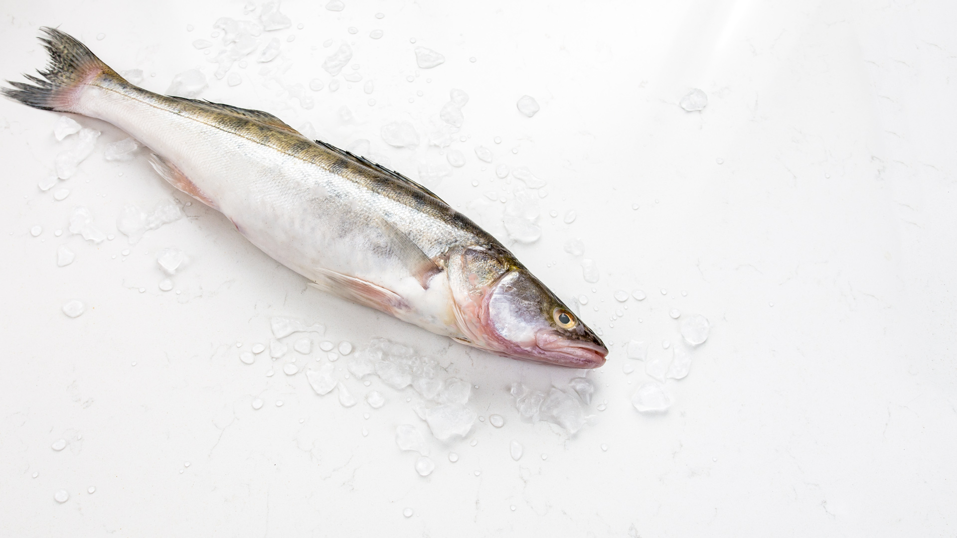 Судак дикий