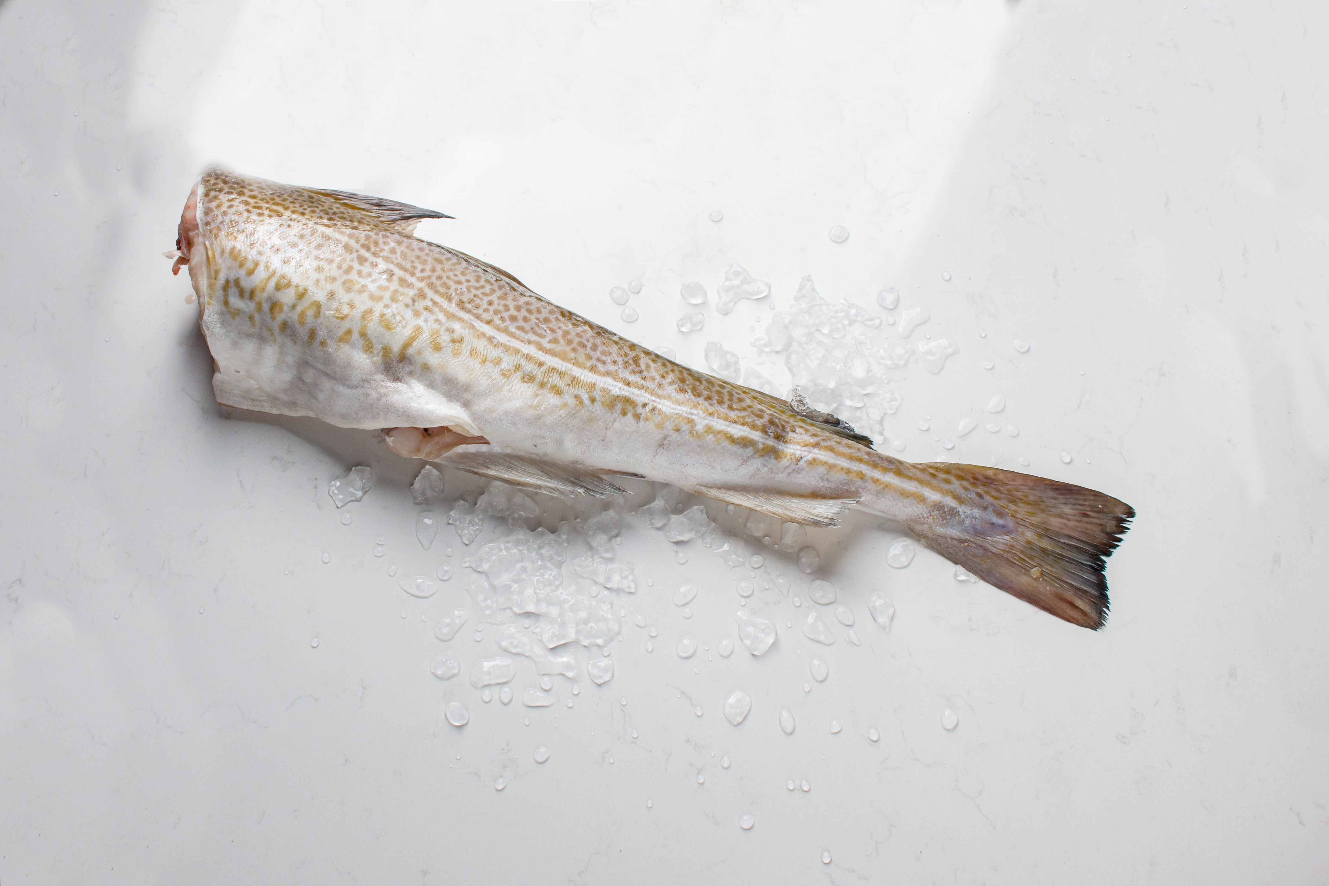 Дикая треска