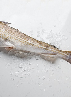 Дикая треска